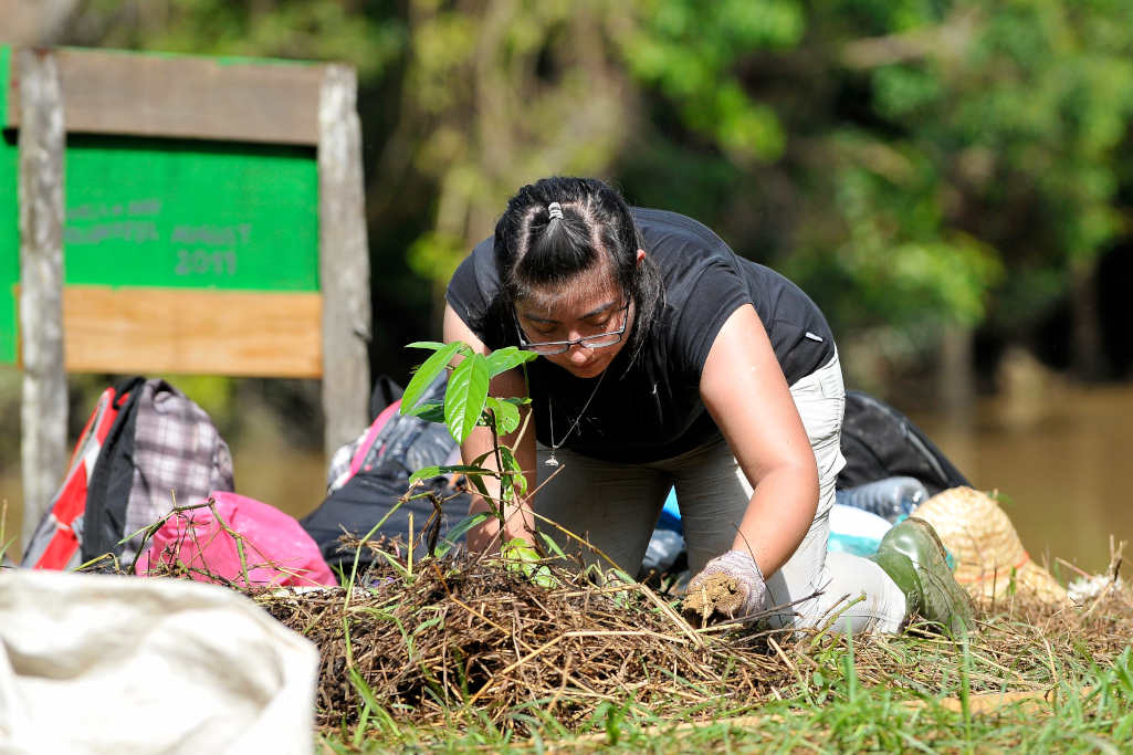 Reforestation in Borneo
