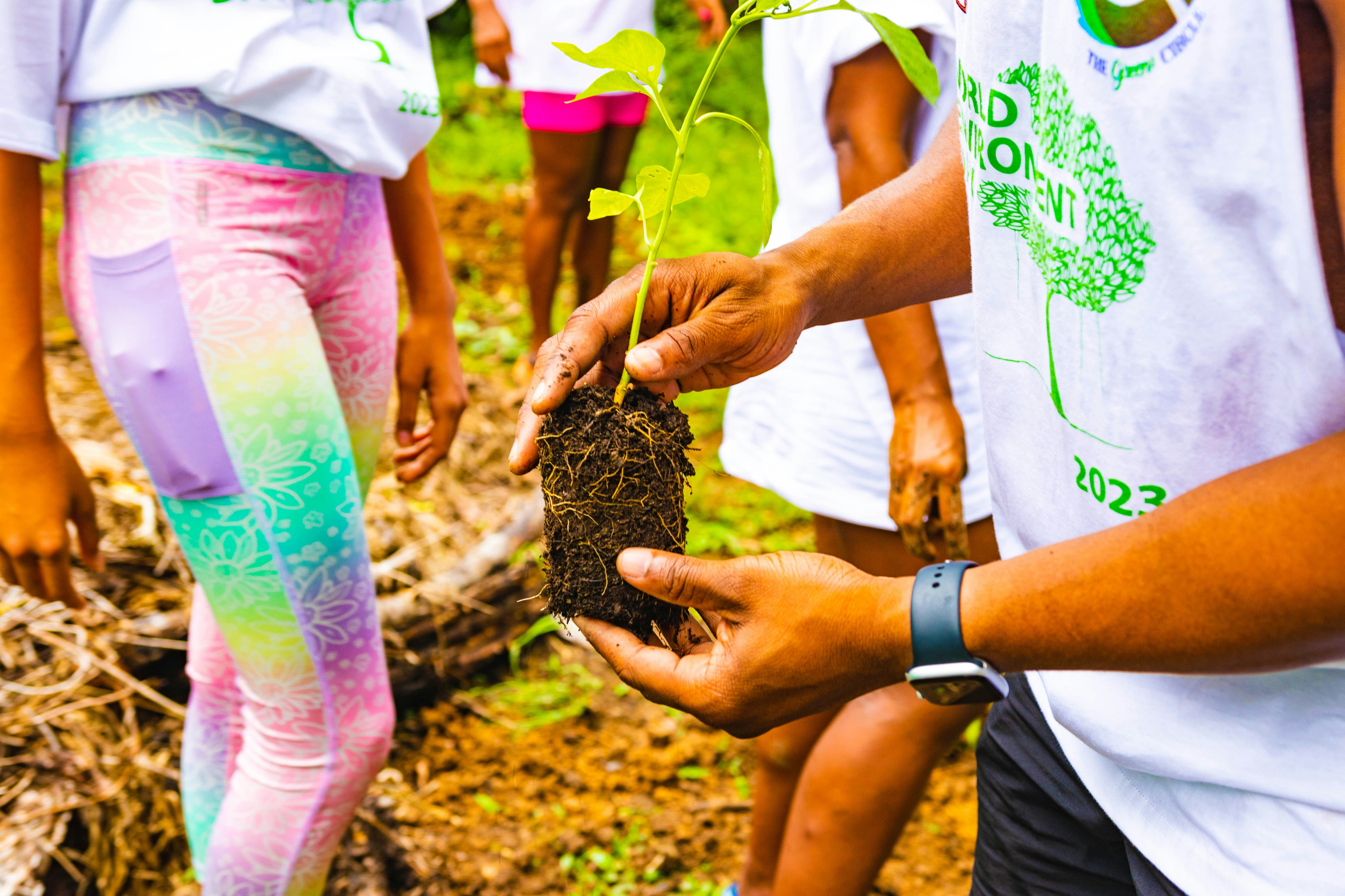 Person planting a tree